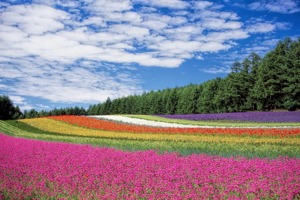 奥运游泳冠军(2008年北京奥运会花样游泳冠亚军)